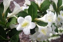 Krzewuszka Bristol Snowflake Weigela