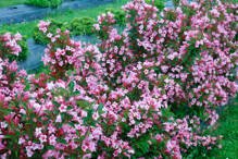 Krzewuszka cudowna Twopink PBR Weigela florida