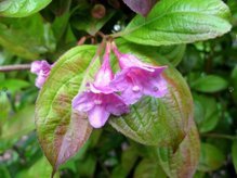 Krzewuszka cudowna Wings of Fire PBR Weigela florida