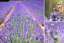 Lawenda wąskolistna Hidcote Lavandula angustifolia