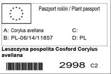 Leszczyna pospolita Cosford Corylus avellana