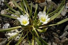 Lewizja newadeńska Lewisia nevadensis