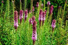 Liatra kłosowa Liatris spicata