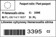 Liliowiec cytrynowy Hemerocallis citrina