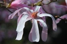 Magnolia Loebnera Leonard Messel Magnolia loebneri