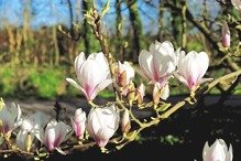 Magnolia pośrednia Alba Superba Magnolia soulangeana