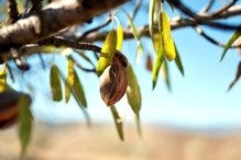 Migdał jadalny Prunus dulcis