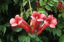 Milin amerykański Flamenco Campsis radicans