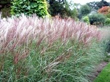 Miskant chiński Kleine Fontane Miscanthus sinensis