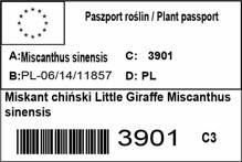 Miskant chiński Little Giraffe Miscanthus sinensis