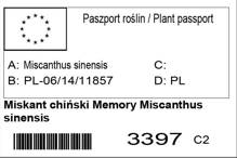 Miskant chiński Memory Miscanthus sinensis
