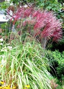 Miskant chiński Red Chief Miscanthus sinensis