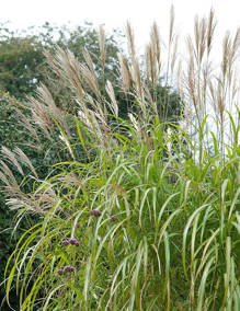 Miskant chiński Silberfeder Miscanthus sinensis