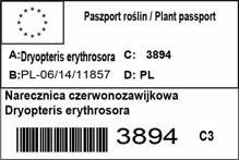 Narecznica czerwonozawijkowa Dryopteris erythrosora