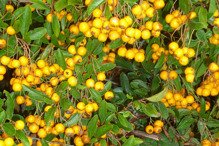 Ognik Golden Charmer Pyracantha