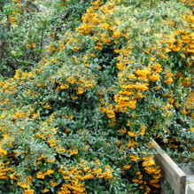 Ognik Golden Charmer Pyracantha