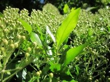 Ognik szkarłatny Kuntayi Pyracantha coccinea