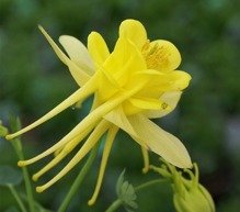 Orlik złocisty Aquilegia chrysanthea