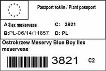 Ostrokrzew Meservy Blue Boy Ilex meserveae
