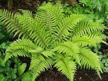 Paprotnik japoński Polystichum polyblepharum