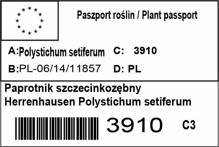Paprotnik szczecinkozębny Herrenhausen Polystichum setiferum