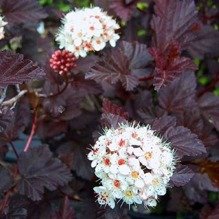 Pęcherznica kalinolistna Red Baron Physocarpus opulifolius