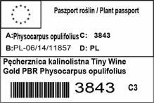 Pęcherznica kalinolistna Tiny Wine Gold PBR Physocarpus opulifolius