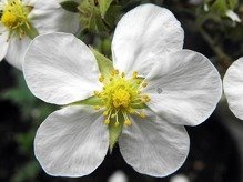 Pięciornik krzewiasty Abbotswood Potentilla fruticosa