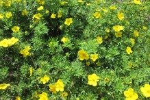 Pięciornik krzewiasty Goldfinger Potentilla fruticosa