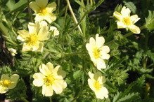 Pięciornik krzewiasty Goldstar Potentilla fruticosa