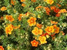 Pięciornik krzewiasty Hopley's Orange Potentilla fruticosa