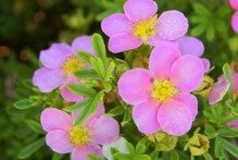 Pięciornik krzewiasty Lovely Pink PBR Potentilla fruticosa