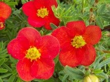 Pięciornik krzewiasty Marian Red Robin Marrob Potentilla fruticosa