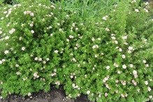 Pięciornik krzewiasty Princess Blink Potentilla fruticosa Pink Queen