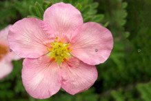 Pięciornik krzewiasty Princess Blink Potentilla fruticosa Pink Queen