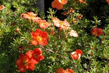 Pięciornik krzewiasty Red Ace Potentilla fruticosa