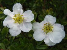 Pięciornik krzewiasty Snowbird Potentilla fruticosa