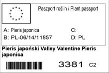 Pieris japoński Valley Valentine Pieris japonica