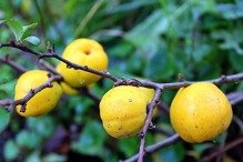 Pigwowiec pośredni Clementine Chaenomeles superba