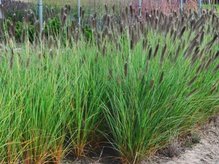 Piórkówka japońska Paul's Giant Pennisetum alopecuroides