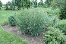 Proso rózgowate Heavy Metal Panicum virgatum