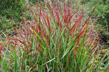 Proso rózgowate Shenandoah Panicum virgatum