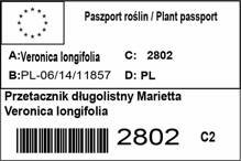 Przetacznik długolistny Marietta Veronica longifolia