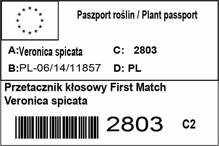 Przetacznik kłosowy First Match Veronica spicata