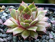 Rojnik Julia Sempervivum