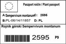 Rojnik górski Sempervivum montanum