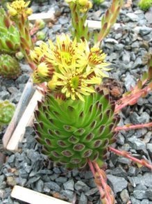 Rojnik orzesiony podgat. Borysa Sempervivum ciliosum