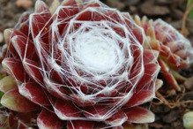 Rojnik pajęczynowaty Sempervivum arachnoideum