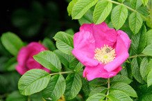 Róża pomarszczona Rosa rugosa