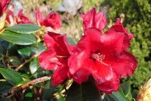 Różanecznik Baden-Baden Rhododendron